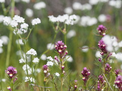 Castilleja densiflora gracilis