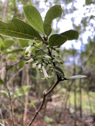 Psychotria grandiflora, 2022-04-09