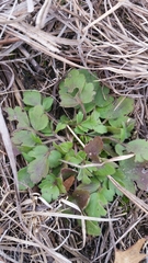 Ranunculus fascicularis