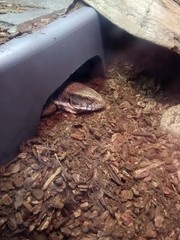 Varanus exanthematicus