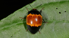 Iphiclus laetus