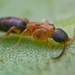 Sclerogibba vagabunda - Photo (c) Bradley Rentz, some rights reserved (CC BY-NC), uploaded by Bradley Rentz