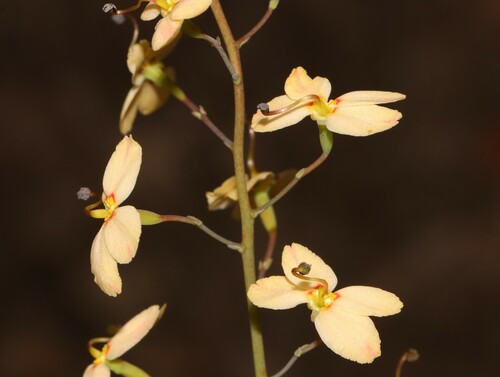 Stylidium spathulatum R.Br.