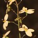 Creamy Triggerplant - Photo (c) robert davis, some rights reserved (CC BY-NC), uploaded by robert davis