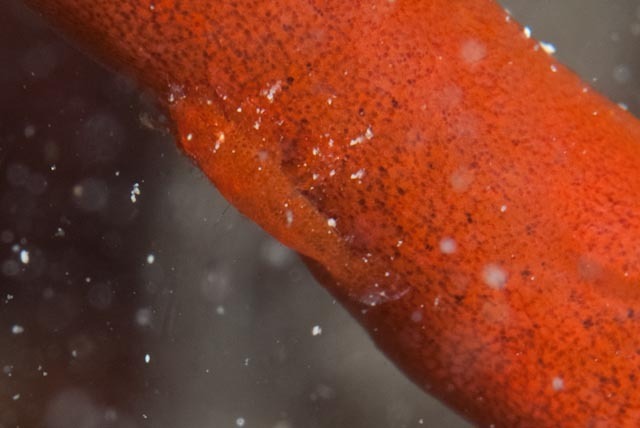 Cryptic sponge shrimp