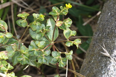 Helioscopia