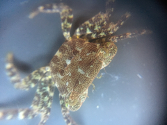 Pachygrapsus gracilis