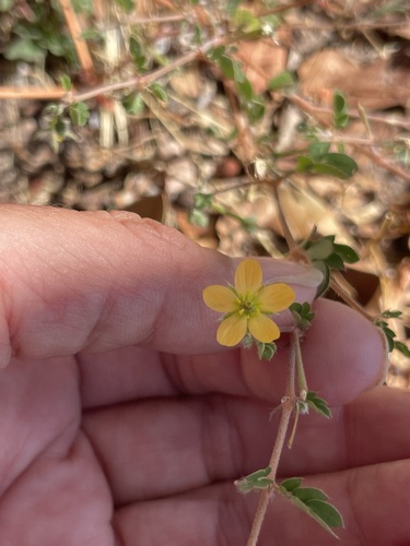 California caltrop (Kallstroemia californica)