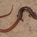 Plestiodon egregius similis - Photo (c) Ashley Bosarge,  זכויות יוצרים חלקיות (CC BY-NC), הועלה על ידי Ashley Bosarge