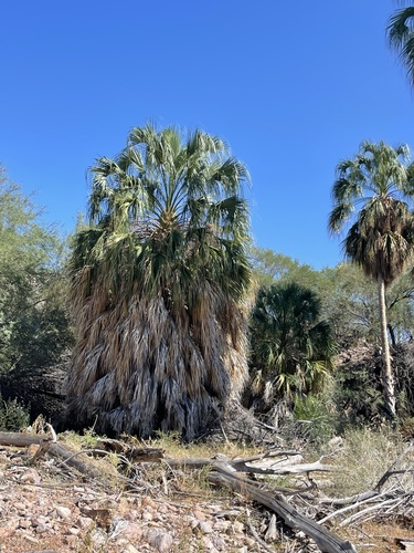 Image of Sabal uresana by (c) Sula Vanderplank, some rights reserved (CC BY)