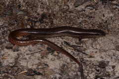 Plestiodon egregius similis
