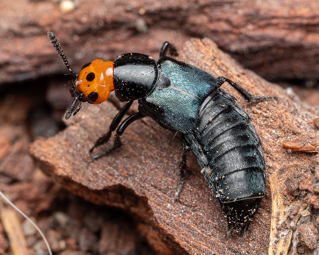 Devil's Coach Horse