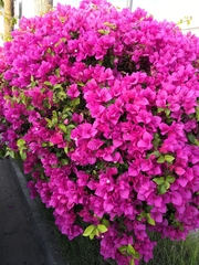 Bougainvillea