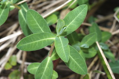 Helioscopia