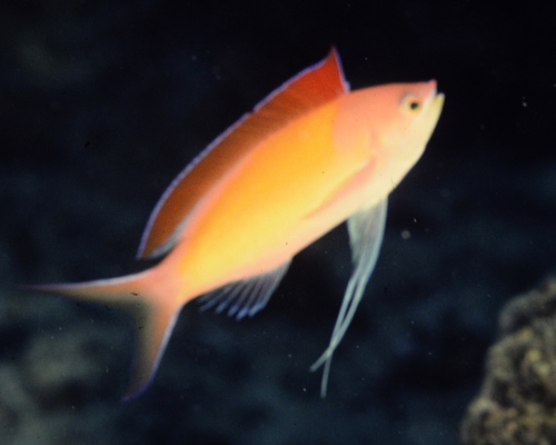 Nemanthias dispar