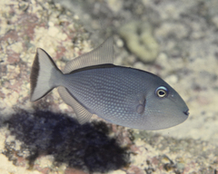 Xanthichthys auromarginatus