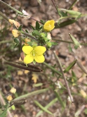 Tropidocarpum gracile