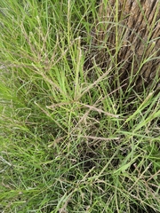 Cynodon dactylon