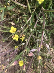 Tropidocarpum gracile