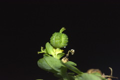 Helioscopia