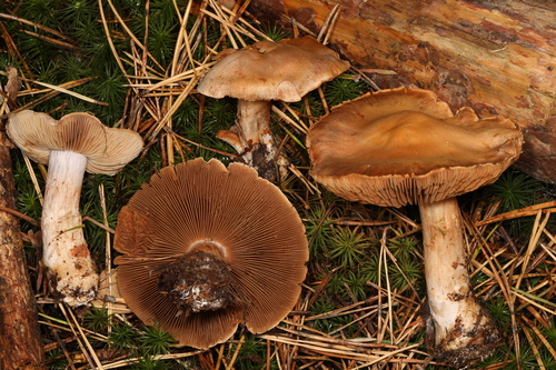 Cortinarius triformis