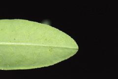 Helioscopia