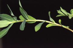 Helioscopia