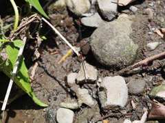 Nososticta impercepta