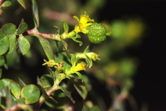 Helioscopia
