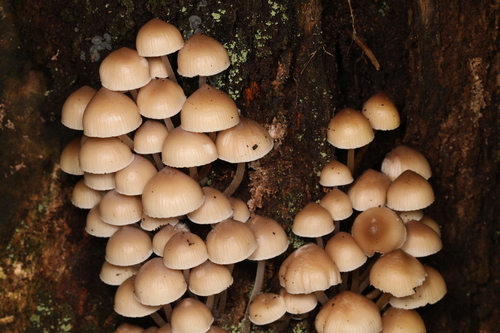 Mycena inclinata (Photo 2 of 2)