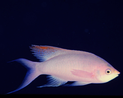 Mirolabrichthys pascalus