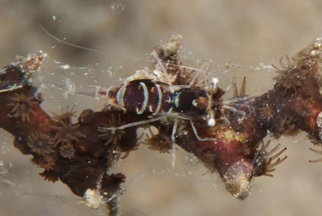 Phycomenes