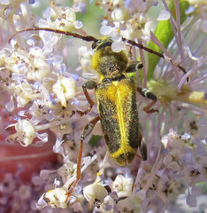 Triodoclytus lanifer
