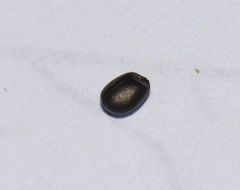 Helioscopia