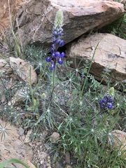 Lupinus benthamii
