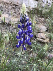 Lupinus benthamii