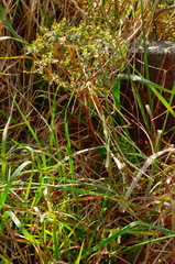 Helioscopia