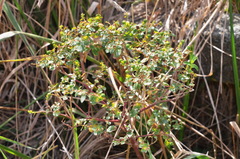 Helioscopia