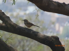 Campylorhynchus brunneicapillus