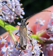 Callimoxys fuscipennis