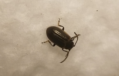 Microtheca ochroloma