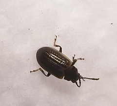 Microtheca ochroloma