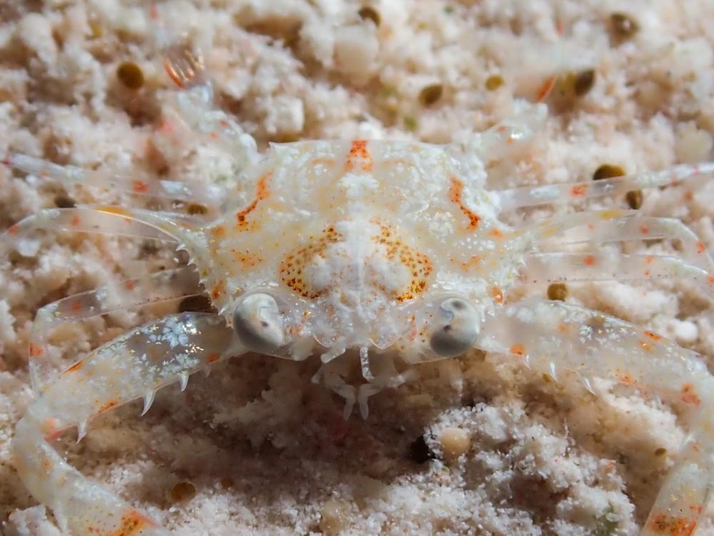 Xiphonectes stephensoni