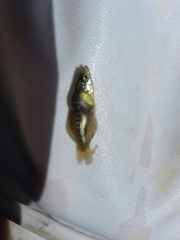 Girardinichthys multiradiatus