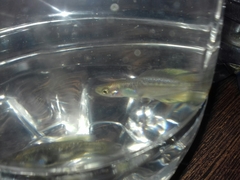 Girardinichthys multiradiatus