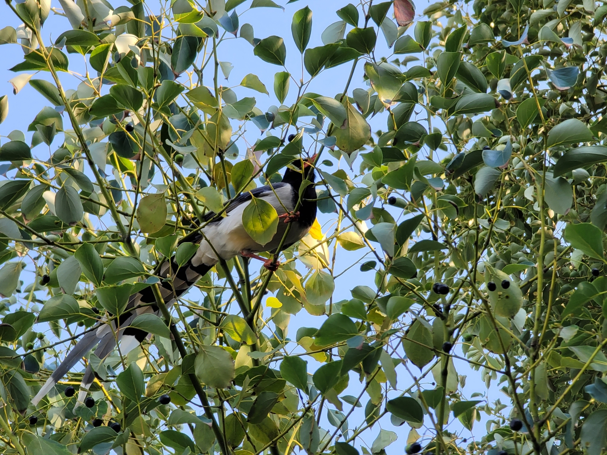 Red-billed Blue Magpie