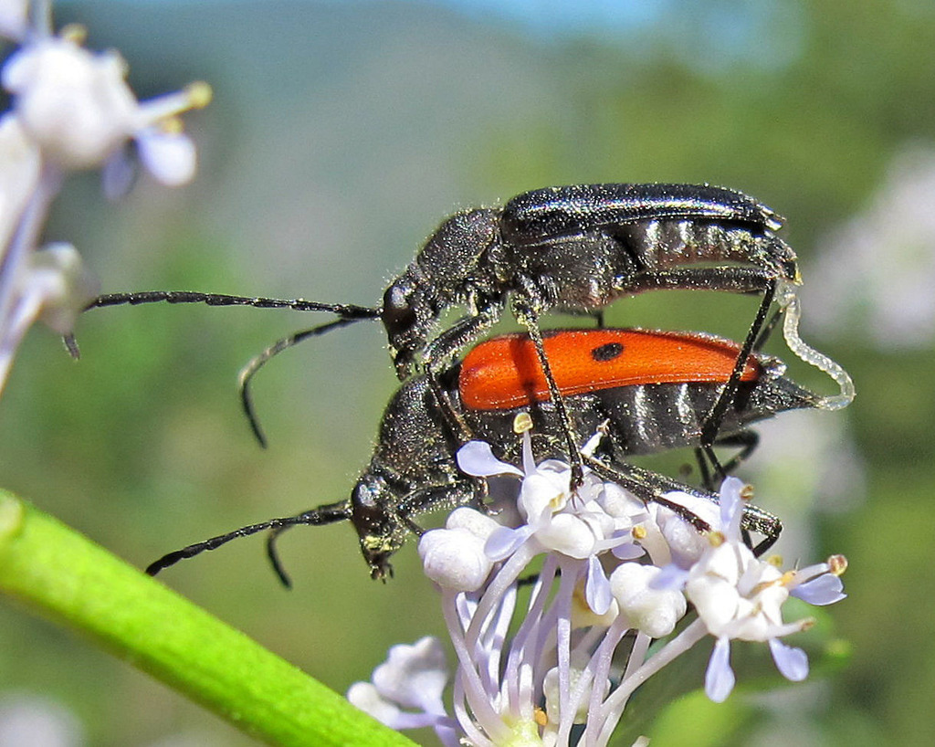 Anastrangalia