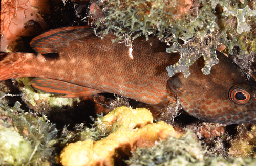 Cephalopholis leopardus