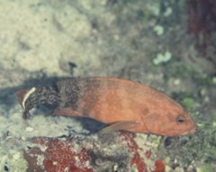 Cephalopholis urodeta