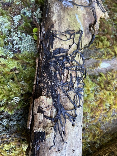 Fungi observed 2023-11-02